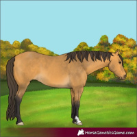 Horse Color:Buckskin 