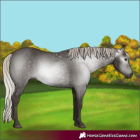 Horse Color:Gray Silver Black 