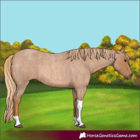 Horse Color:Red Roan Tobiano 