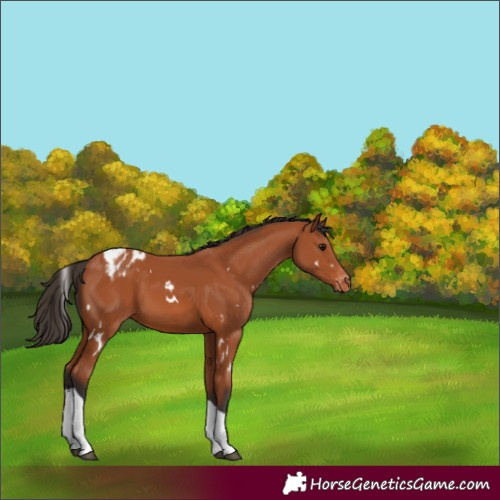 Horse Color:White Spotted Bay Tobiano Varnish 