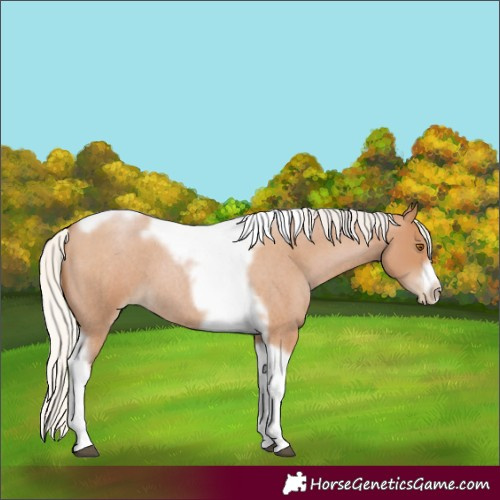Horse Color:Silver Blue Roan Pearl Tobiano Frame 