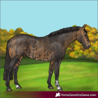 Horse Color:Smoky Black and Buckskin