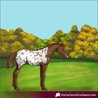 Horse Color:White Spotted Chestnut Appaloosa 