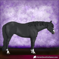 Horse Color:Black 