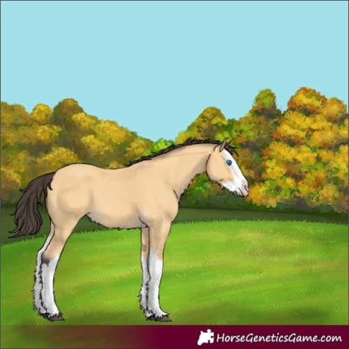 Horse Color:Unknown 