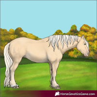 Horse Color:Gold Cream Champagne 