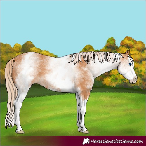 Horse Color:White Spotted Chestnut Splash 