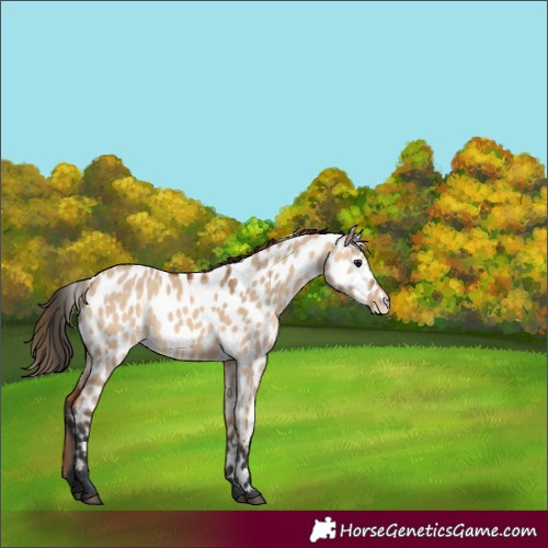 Horse Color:Bay Dun Appaloosa 