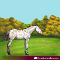 Horse Color:Bay Dun Leopard 