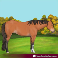 Horse Color:Bay 