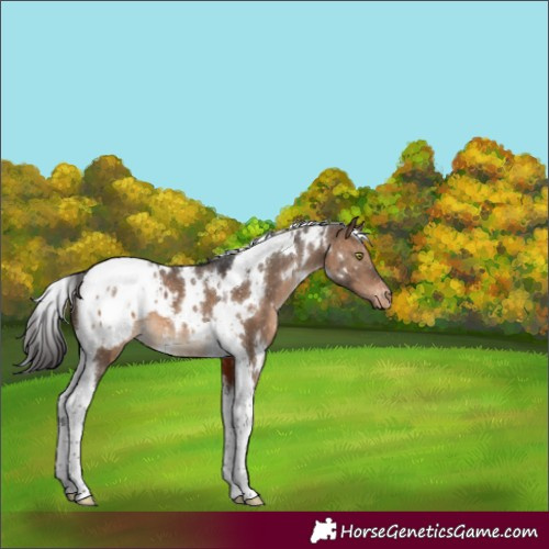 Horse Color:White Spotted Brown Dun Tobiano Appaloosa 