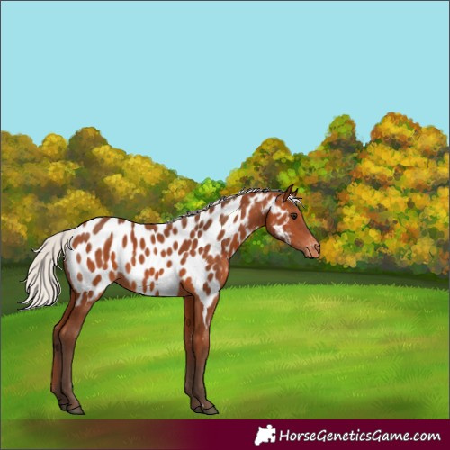 Horse Color:Silver Bay Near Leopard 