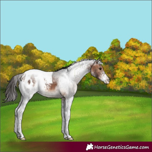 Horse Color:White Spotted Bay Tobiano Appaloosa Rabicano 