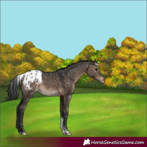 Horse Color:Brown Dun Tobiano Appaloosa 