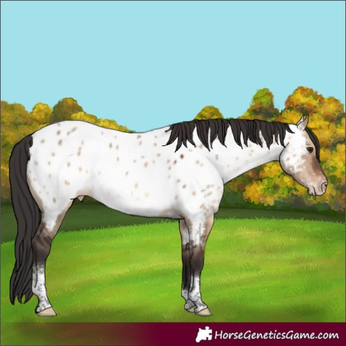 Horse Color:Brown Dun Sabino Tobiano Appaloosa 