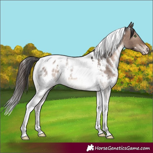 Horse Color:White Spotted Brown Dun Mushroom Tobiano Appaloosa 