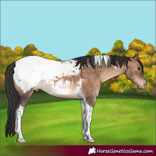 Horse Color:Brown Dun Tobiano Appaloosa 