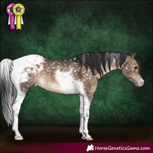 Horse Color:Brown Dun Tobiano Appaloosa 