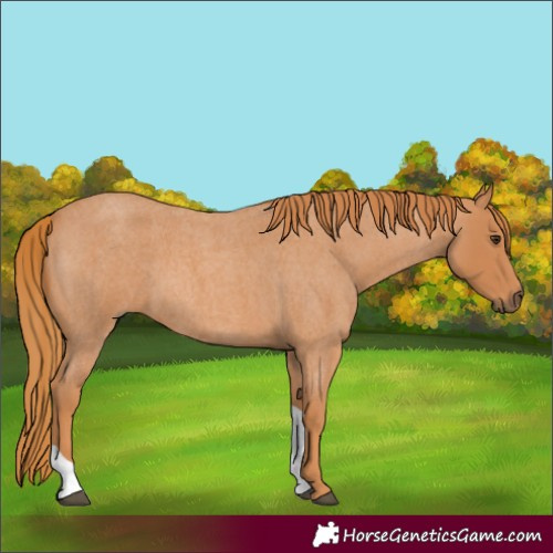 Horse Color:Red Roan Tobiano 