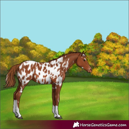 Horse Color:White Spotted Chestnut Tobiano Appaloosa