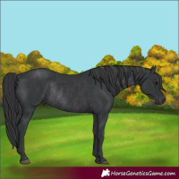 Horse Color:Black Rabicano 