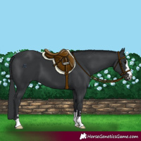 Horse Color:Black 