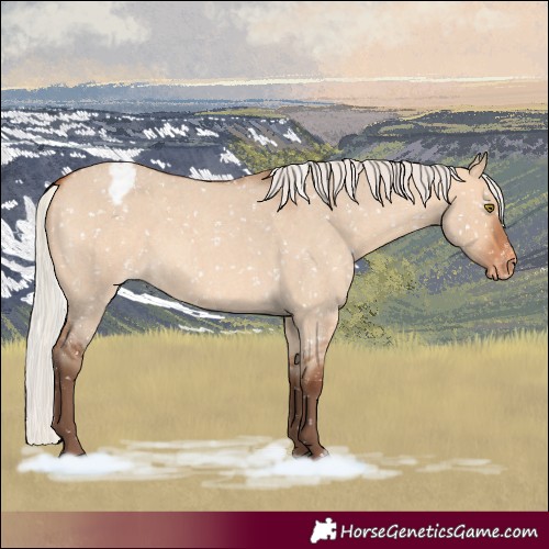 Horse Color:Silver Bay Roan Dun Appaloosa Rabicano 
