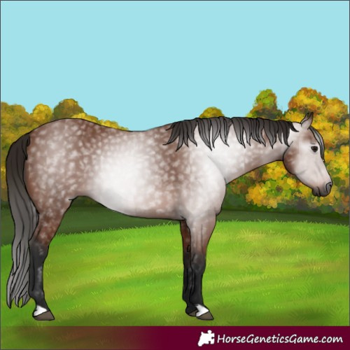 Horse Color:Gray Bay 