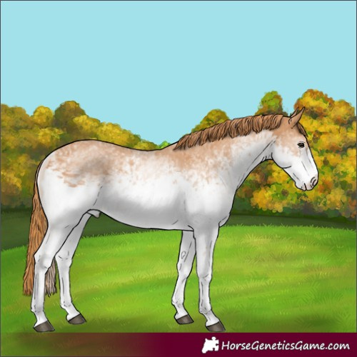 Horse Color:White Spotted Chestnut 