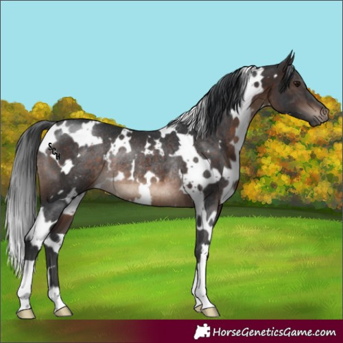 Horse Color:White Spotted Brown Rabicano