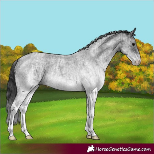 Horse Color:White Spotted Blue Roan Rabicano  and White Spotted Blue Roan Rabicano 