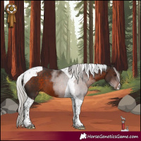 Horse Color:Silver Brown Tobiano 