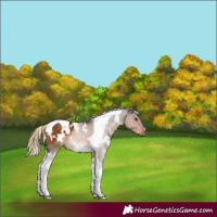 Horse Color:White Spotted Chocolate Palomino Tobiano 