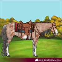 Horse Color:White Spotted Bay Sabino Frame 