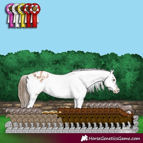 Horse Color:White Spotted Liver Chestnut Pearl Appaloosa 