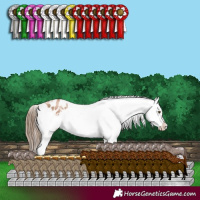 Horse Color:White Spotted Liver Chestnut Pearl Appaloosa 