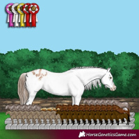 Horse Color:White Spotted Liver Chestnut Pearl Appaloosa