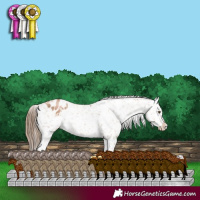 Horse Color:White Spotted Liver Chestnut Pearl Appaloosa