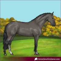 Horse Color:Grullo Sabino Rabicano