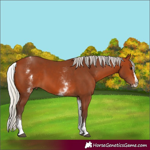 Horse Color:White Spotted Silver Bay Splash 