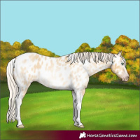 Horse Color:Gray Silver Amber Cream Champagne Roan Dun Splash Tobiano Frame Appaloosa Rabicano 