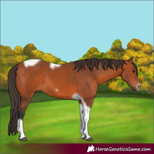 Horse Color:Bay Tobiano Frame 