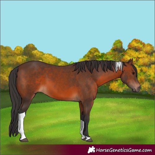 Horse Color:Brown Tobiano 