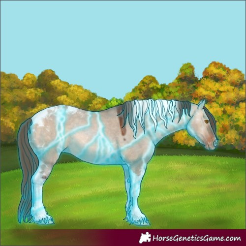 Horse Color:Thunderstruck Bay Dun Tobiano Appaloosa Rabicano 