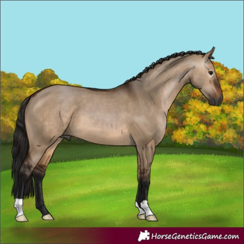Horse Color:Gray Bay Dun 