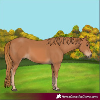 Horse Color:Chestnut 