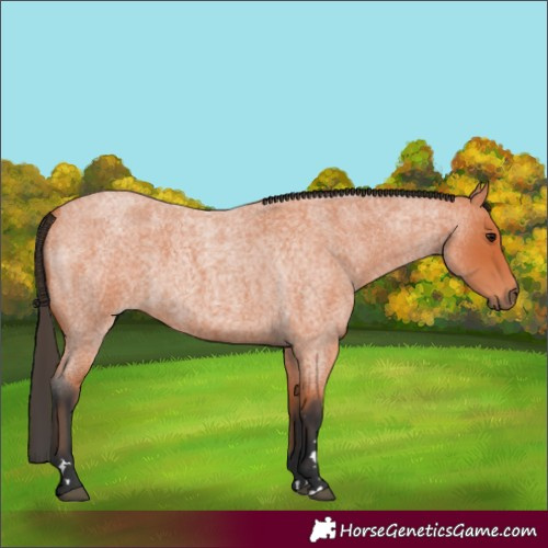 Horse Color:Bay Roan 
