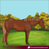 Horse Color:Chestnut 