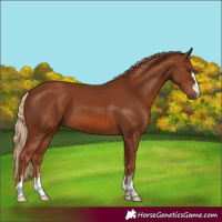 Horse Color:Chestnut 