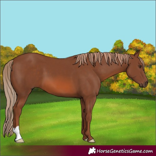 Horse Color:Chestnut 